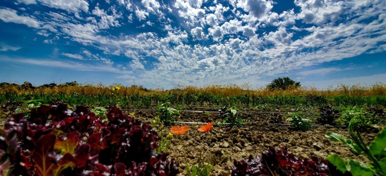 Agriturismo La Lenticchia Fratta Terme Dış mekan fotoğraf